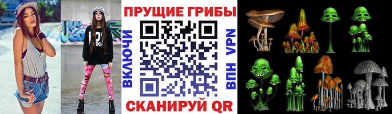 mega сайт  наркота  Рошаль  Псилоцибиновые грибы Psilocybe 